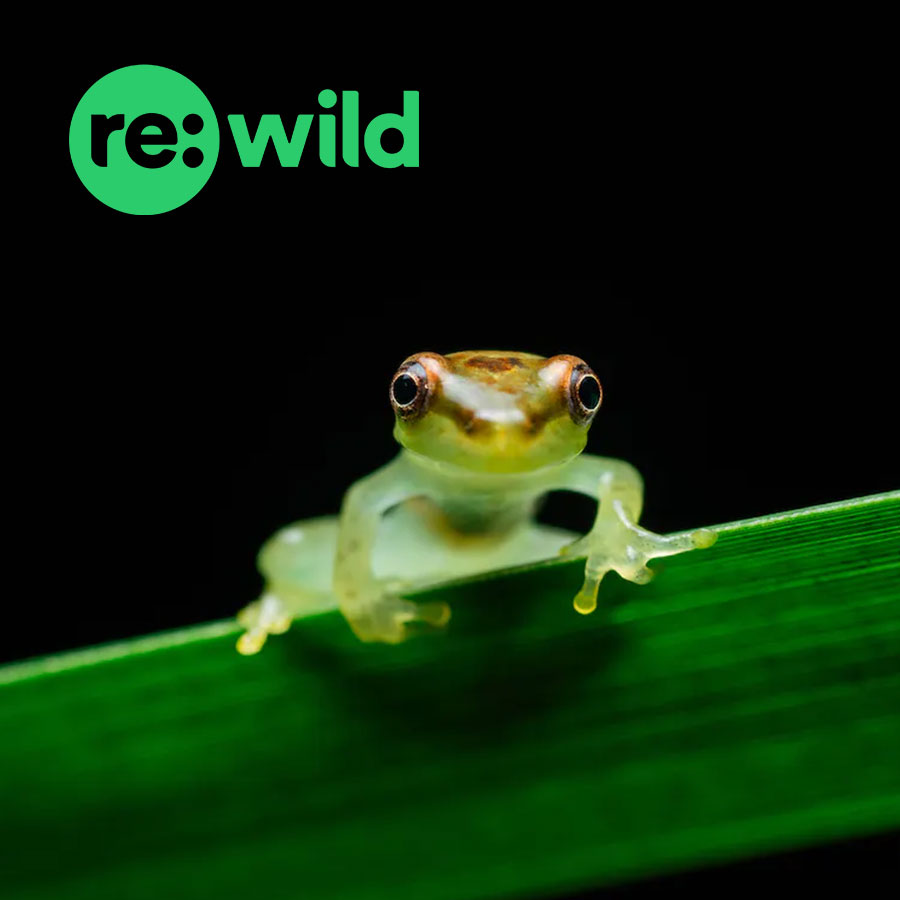 Re:wild conservation design work